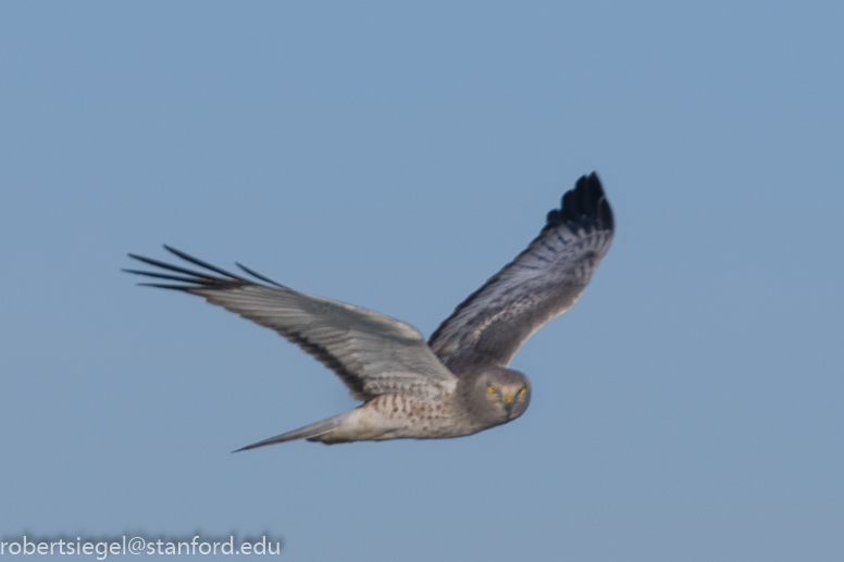 palo alto baylands